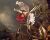 马丁 约翰逊 赫德 : An Amethyst Hummingbird with a White Orchid